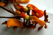 <strong>Erythrina fusca - Ramon, Laurence - 128</strong><br />© Ramon, Laurence
